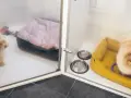 Jak założyć hotel dla psów - uniknij najczęstszych błędów i kosztów