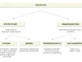 Schemat przedstawia rodzaje turystyki: wypoczynek (czynny, bierny) i krajoznawstwo (przyrodnicze, kulturowe). Odkrywaj walory turystyczne!