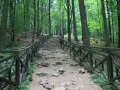 Kamienne schody wijące się w górę przez gęsty las. Drewniane balustrady po obu stronach prowadzą turystów przez malownicze **świętokrzyskie góry**.