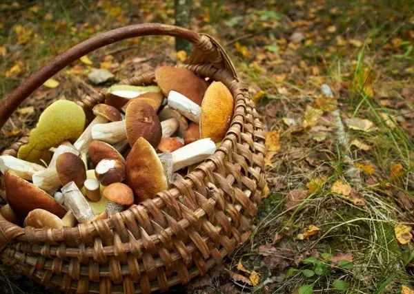 Gdzie na grzyby Szczecin? Odkryj najlepsze miejsca na grzybobranie