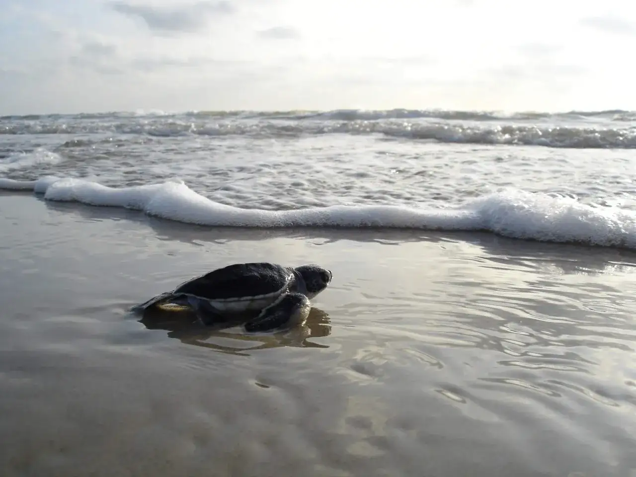 Mała żółwica wchodzi do wody na plaży Kalamaki. Fale delikatnie obmywają jej skorupę.